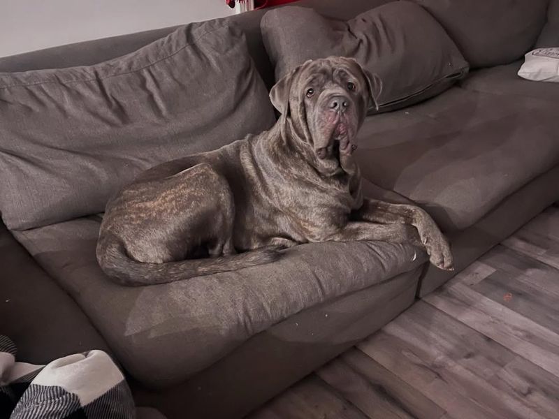 Neapolitan Mastiff