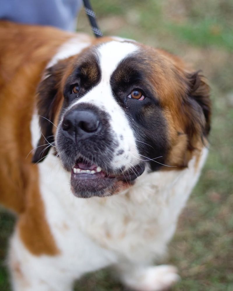 Saint Bernard