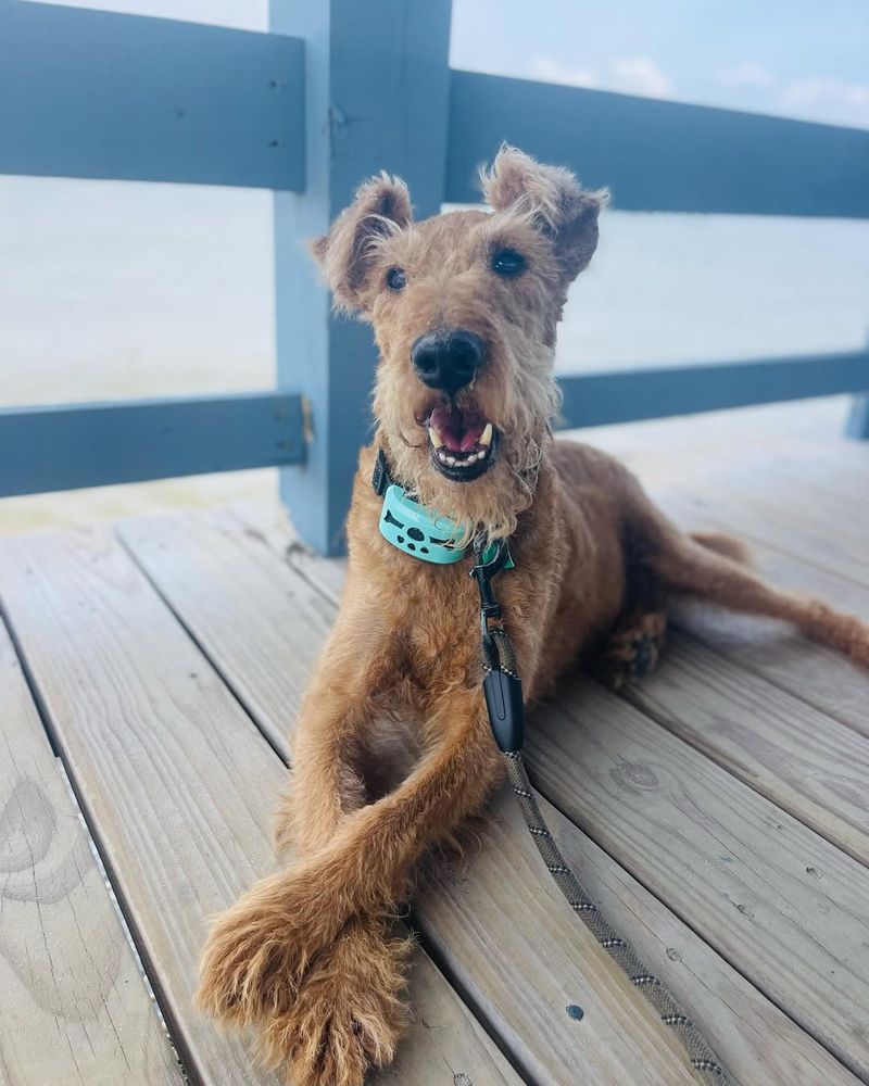 Irish Terrier