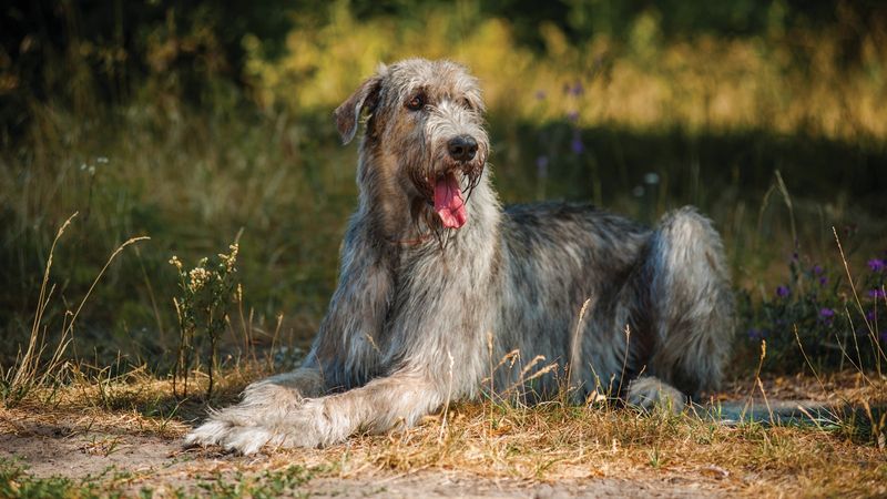 Irish Wolfhound
