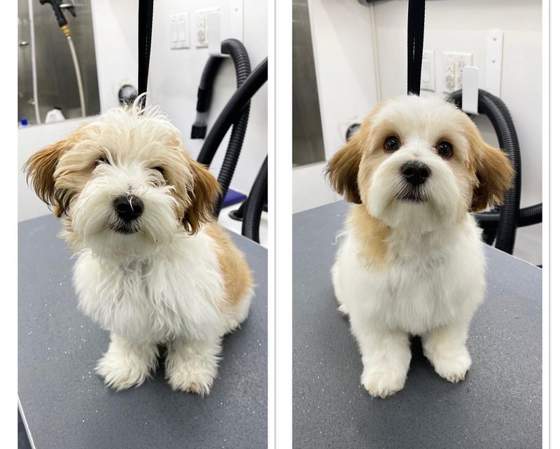 Lhasa Apso