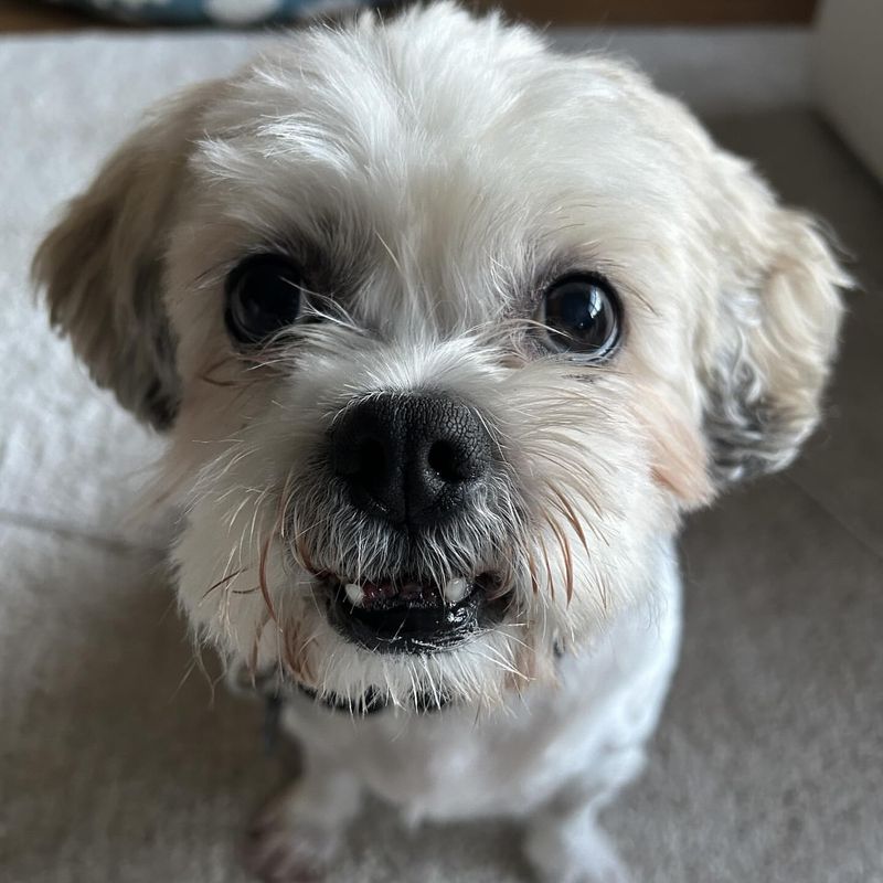 Lhasa Apso