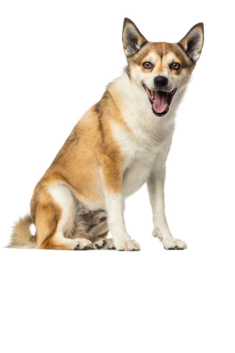 Norwegian Lundehund