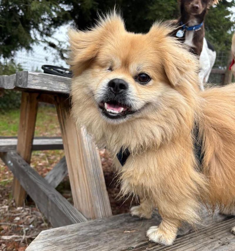 Tibetan Spaniel