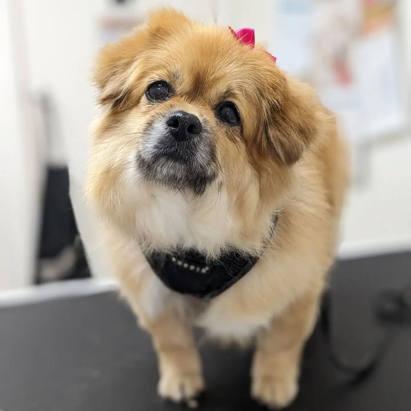 Tibetan Spaniel