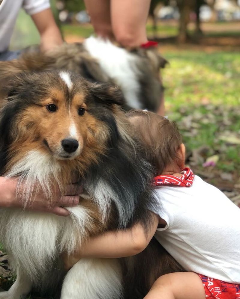 Shetland Sheepdog