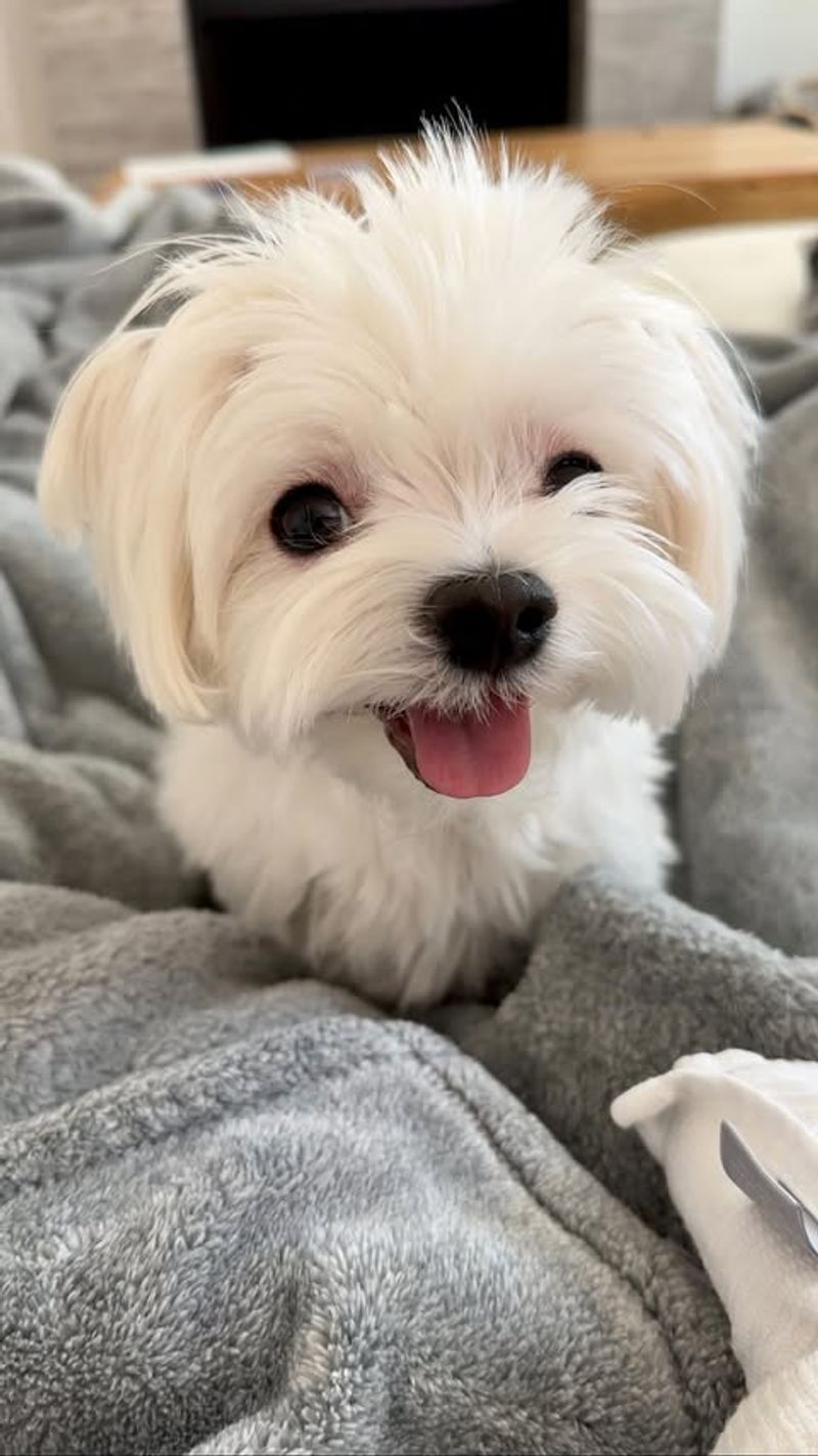 Maltese