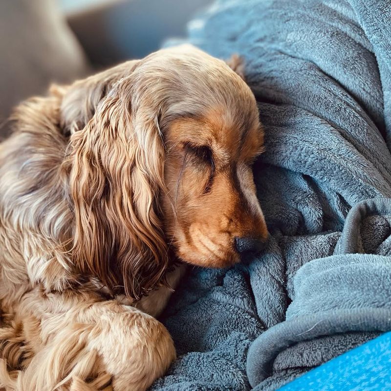 Cocker Spaniel