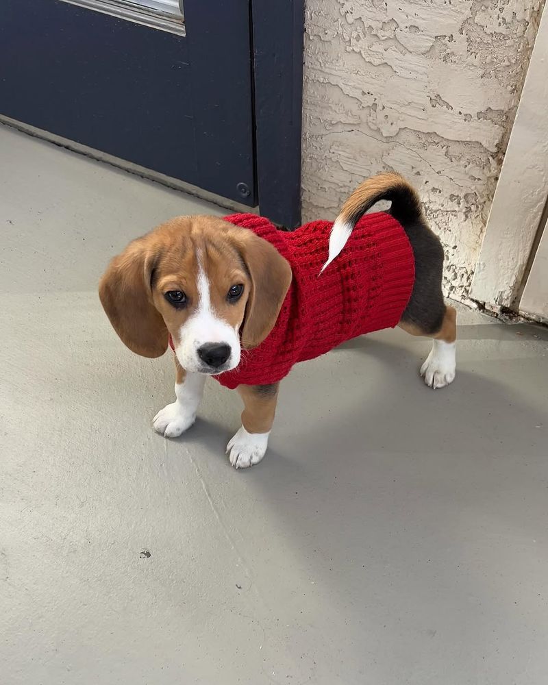 Beagle