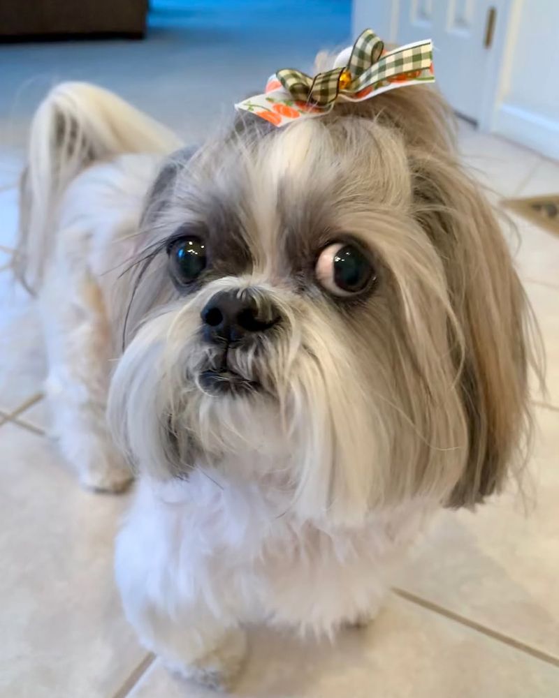 Shih Tzu