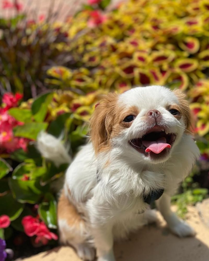 Japanese Chin