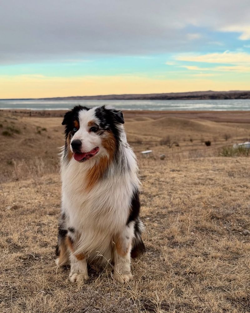 Australian Shepherd