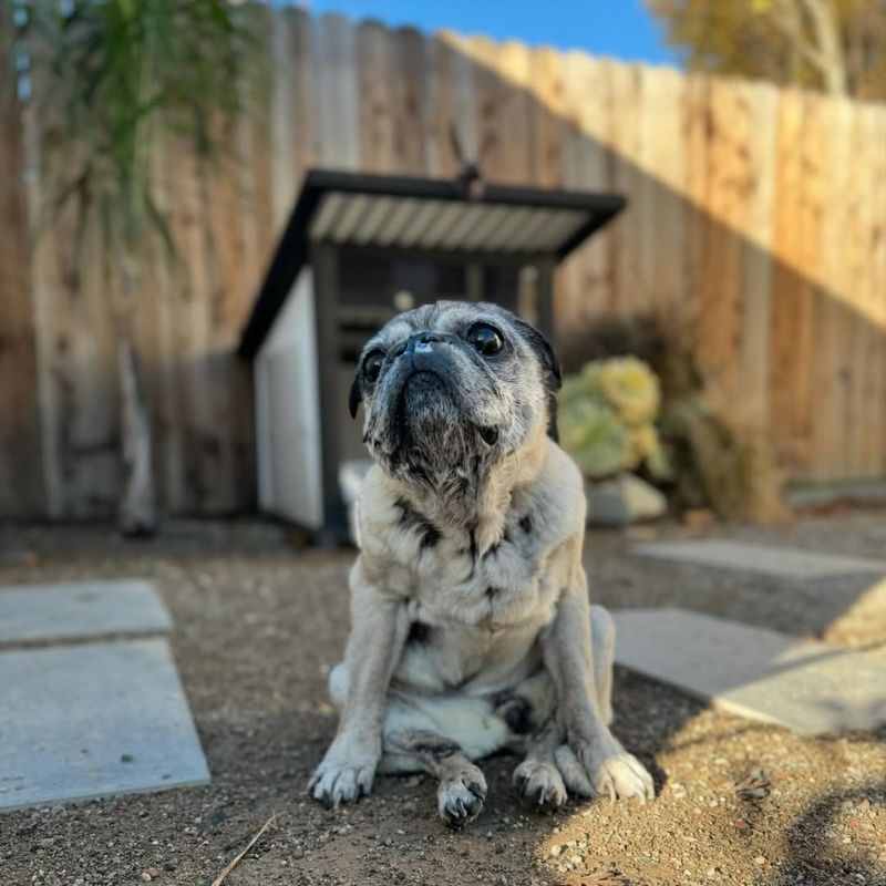 Pug