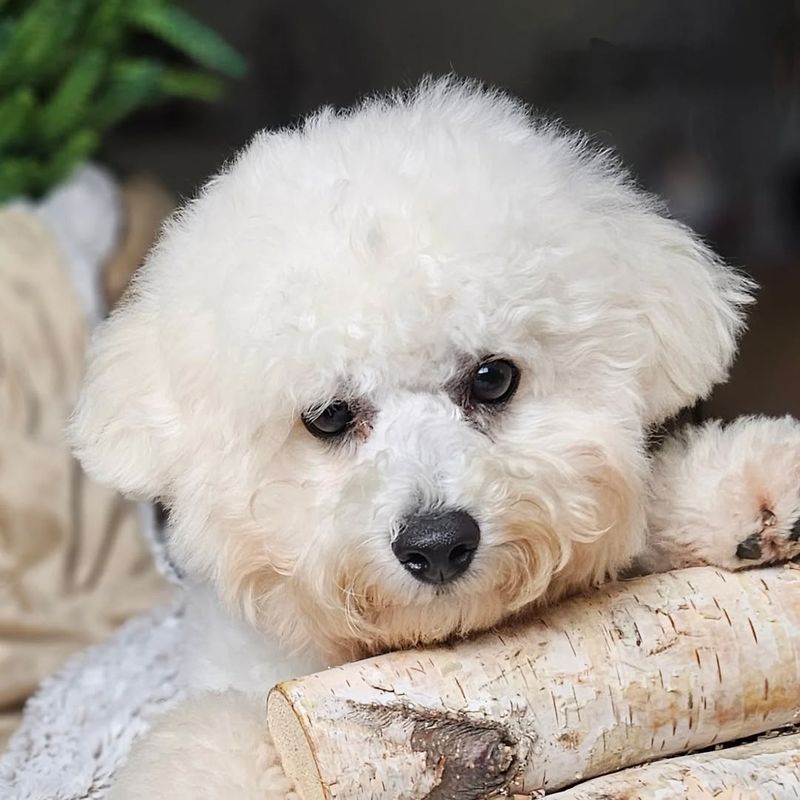 Bichon Frise