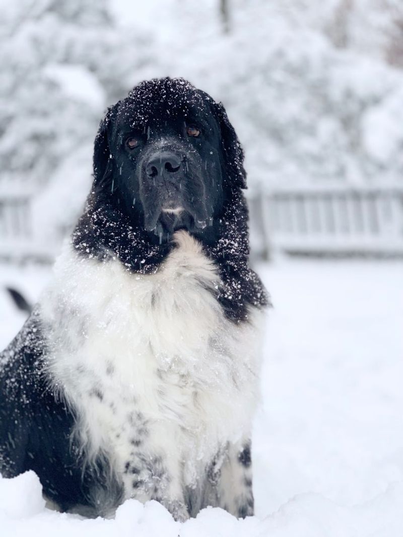 Newfoundland