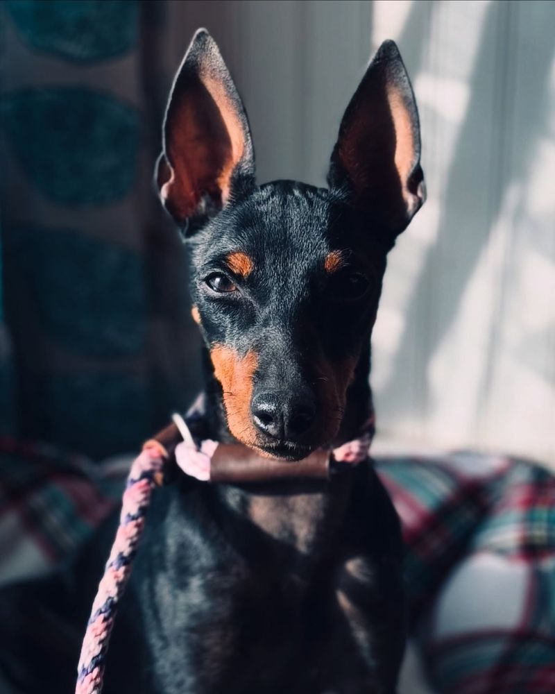 Manchester Terrier