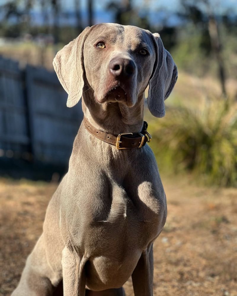 Weimaraner