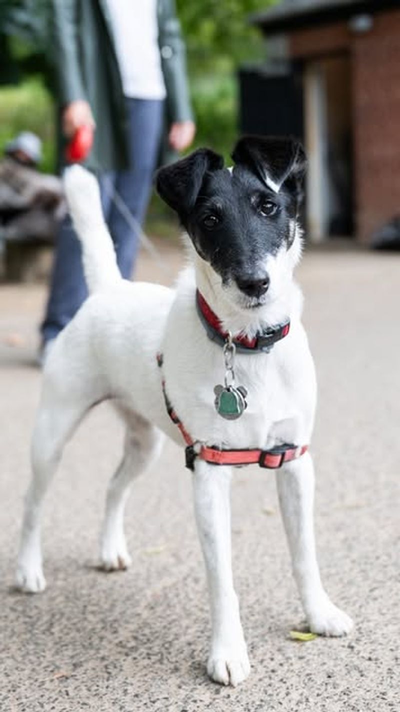 Smooth Fox Terrier