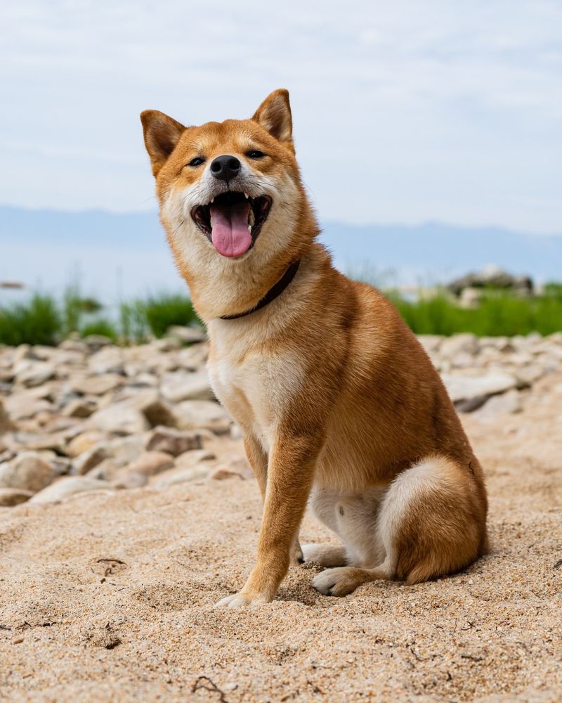 Shiba Inu