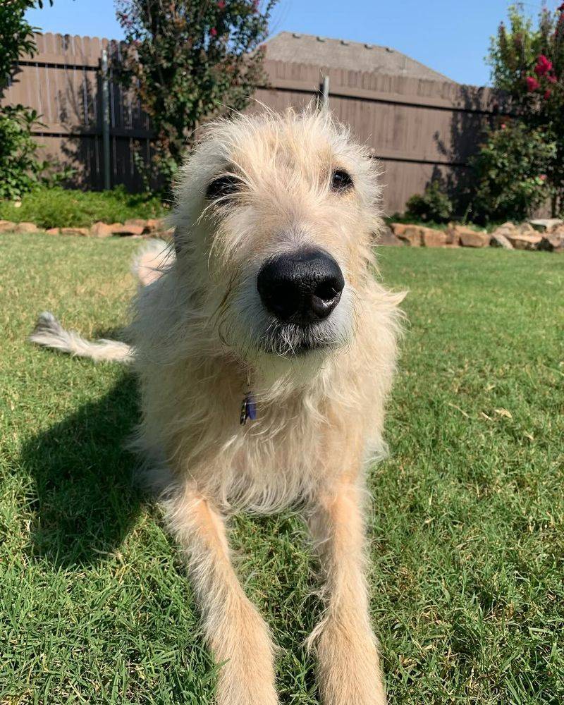 Irish Wolfhound