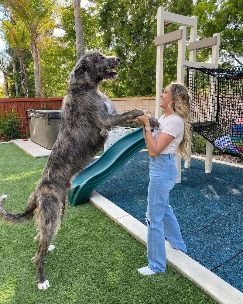 Irish Wolfhound