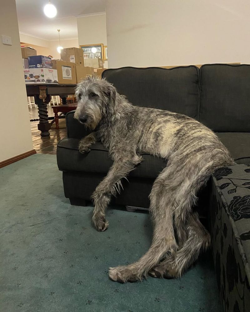 Irish Wolfhound