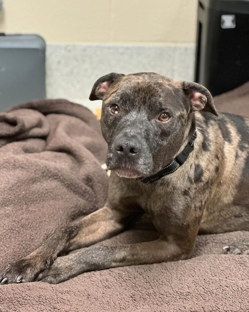 Catahoula Leopard Dog