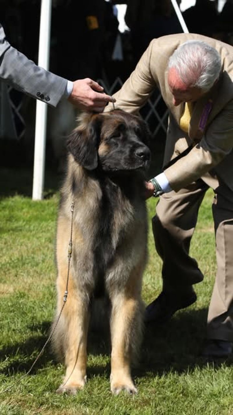 Leonberger