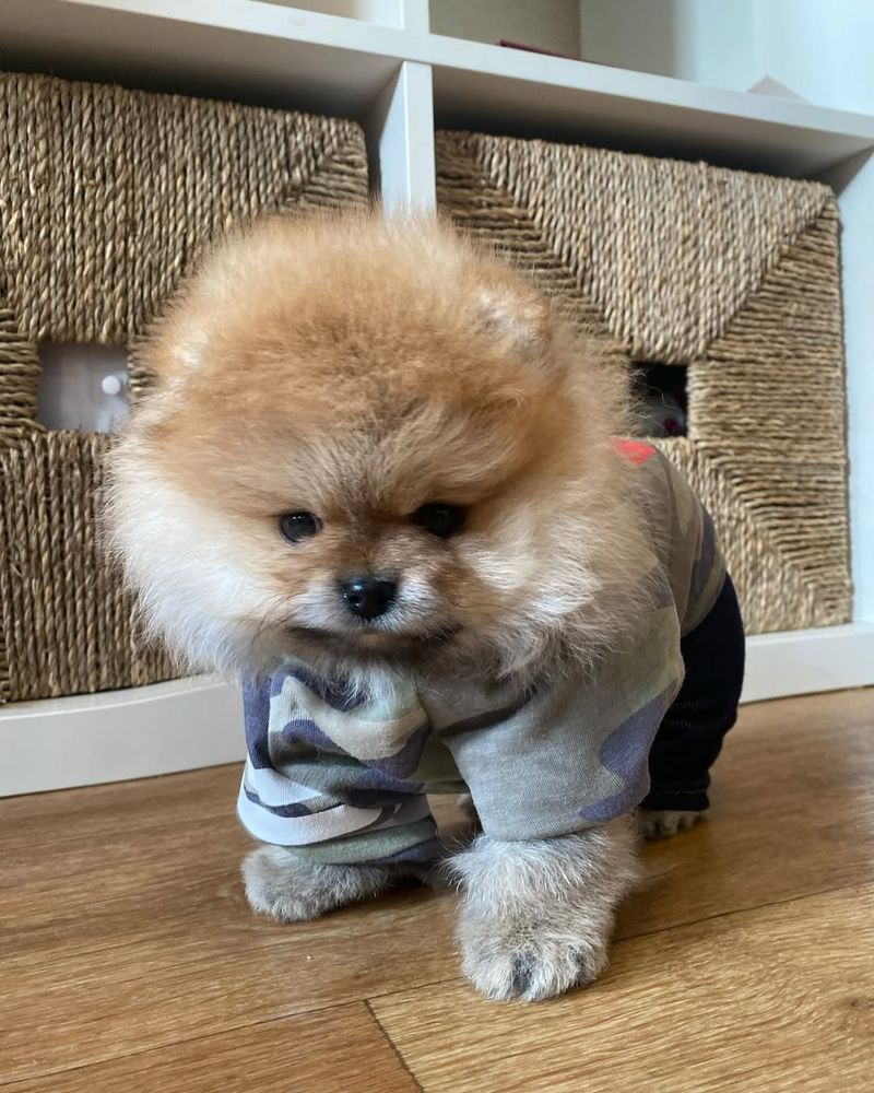 Pomeranian