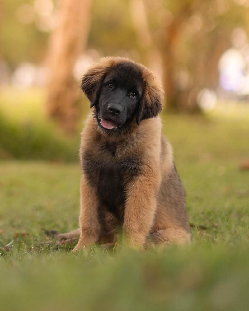 Leonberger