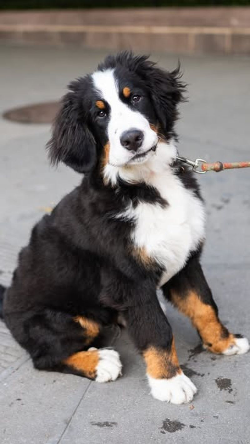 Bernese Mountain Dog