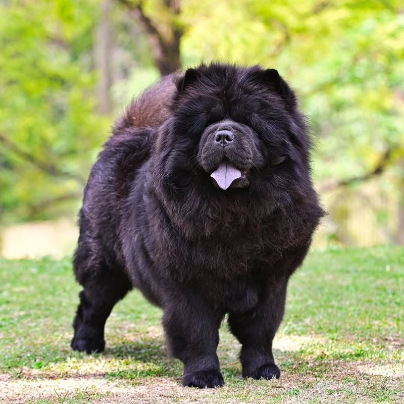 Chow Chow