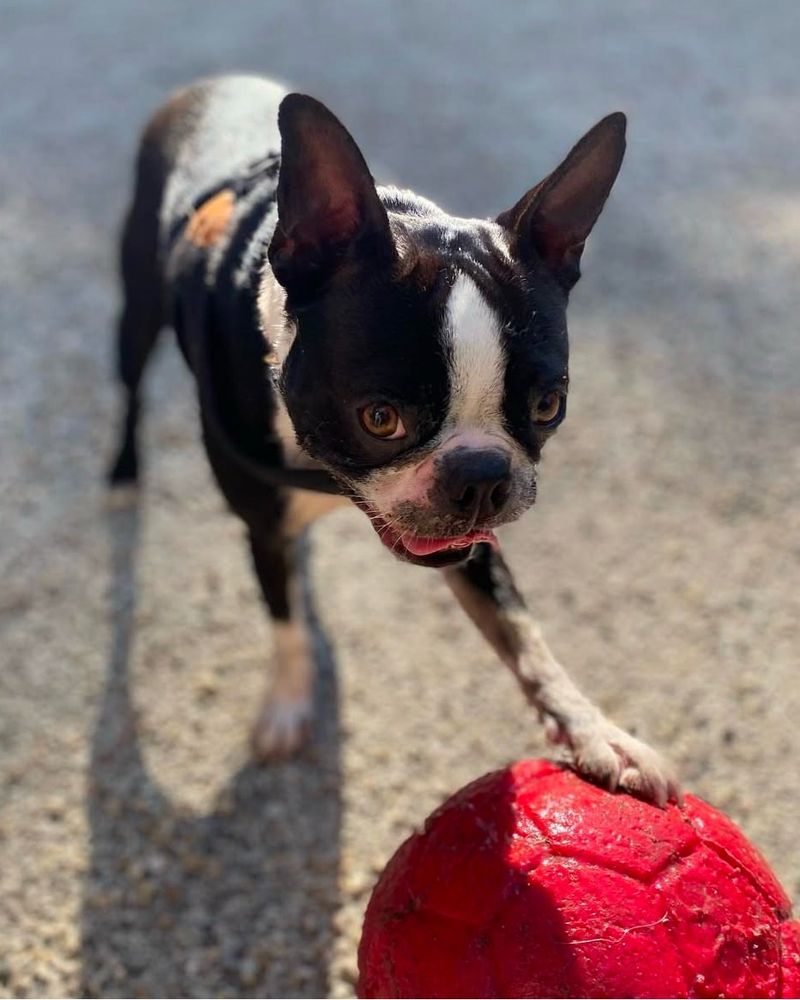 Boston Terrier