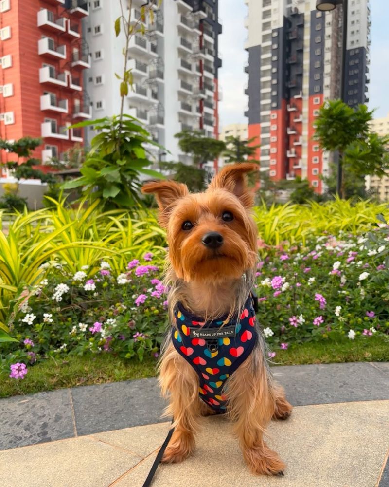 Yorkshire Terrier