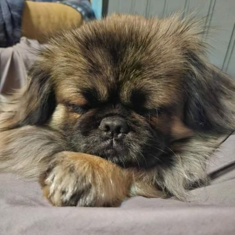 Pekingese