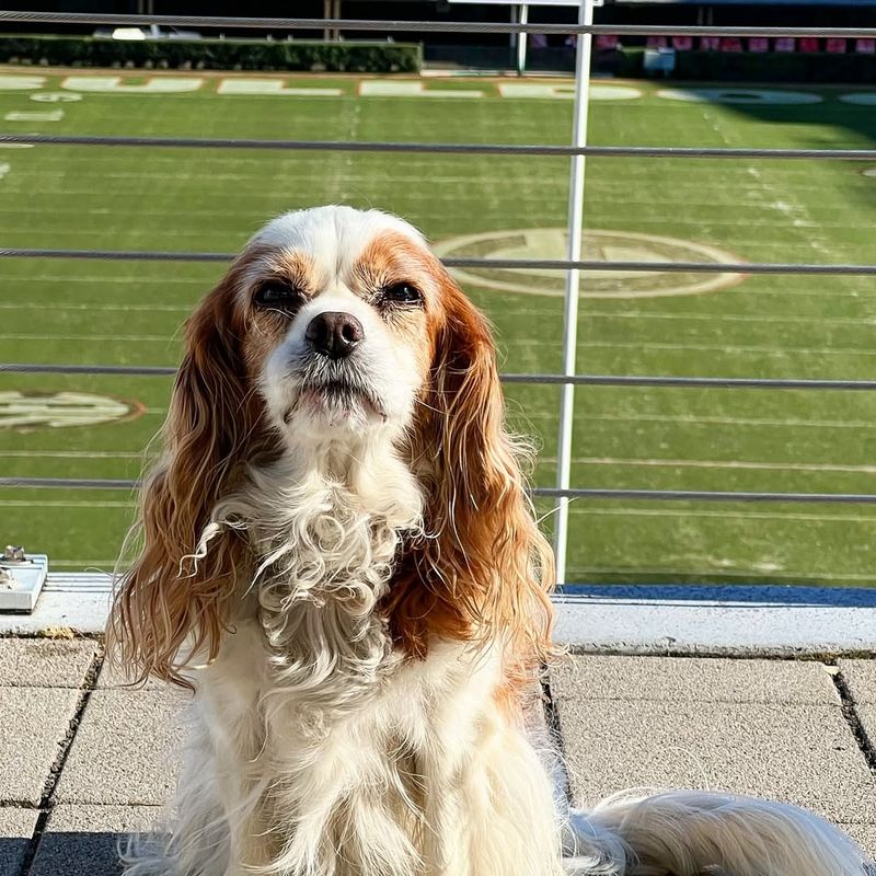 Cavalier King Charles Spaniel