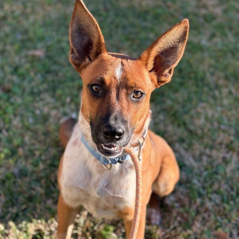 Basenji