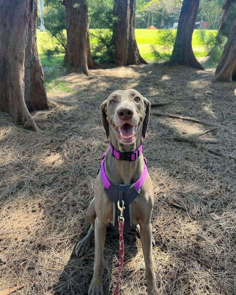 Weimaraner