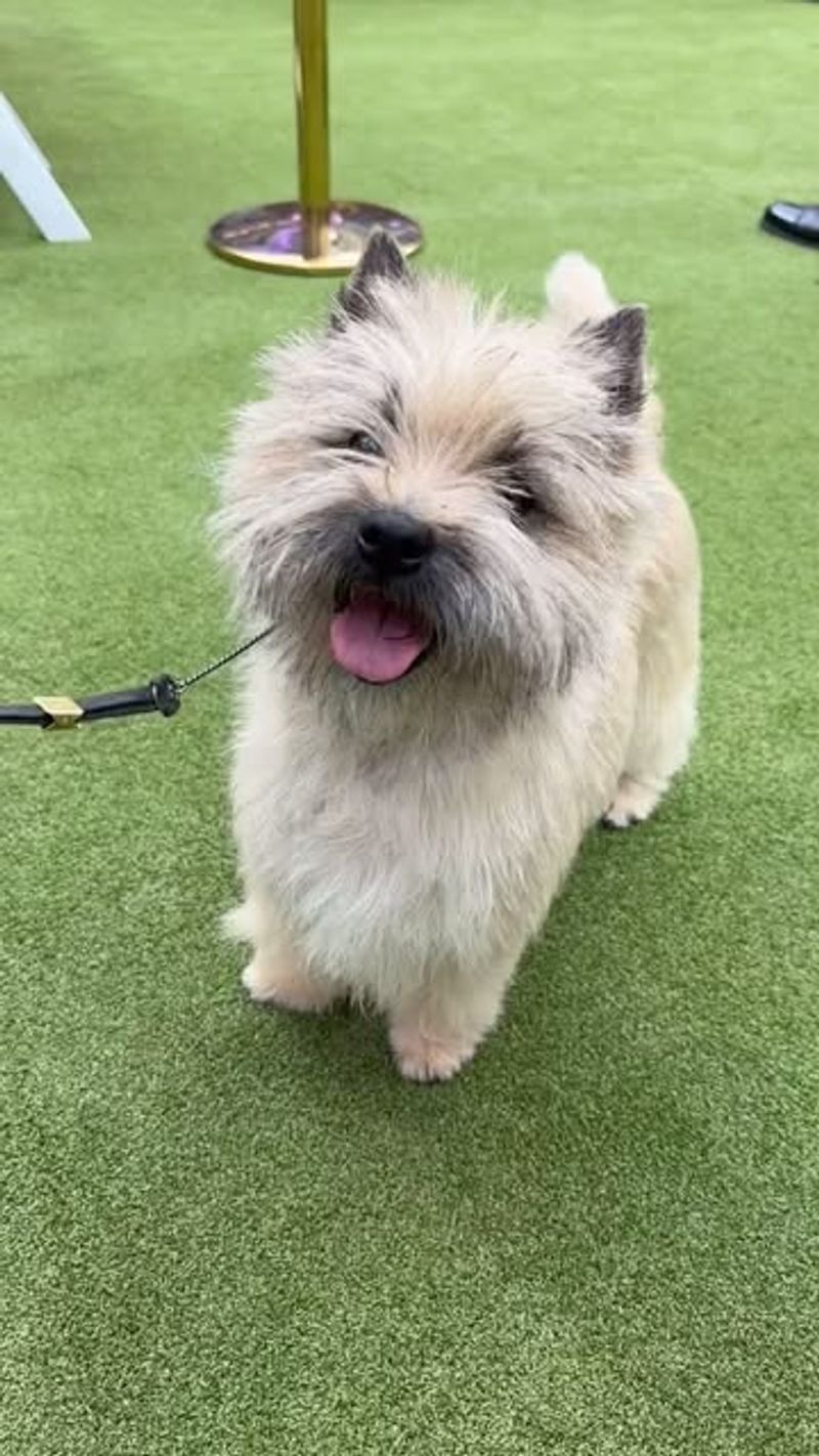 Cairn Terrier