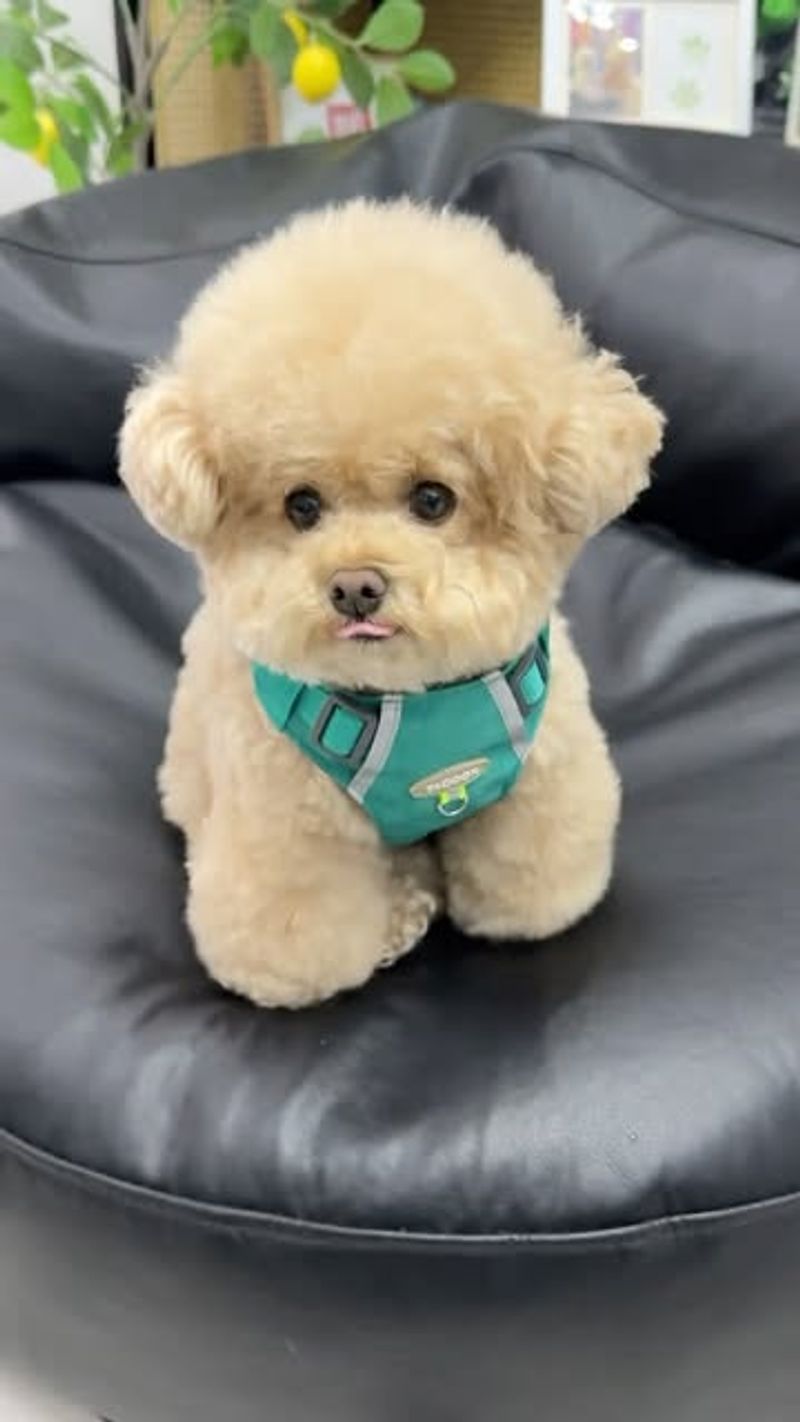 Bichon Frise