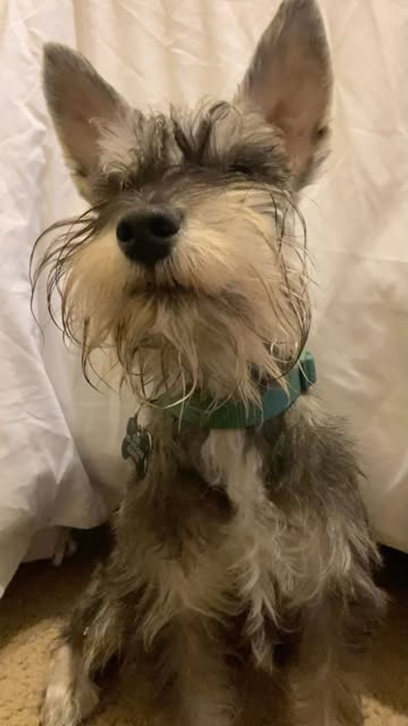 Miniature Schnauzer