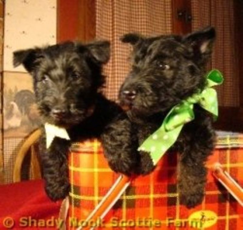 Scottish Terrier