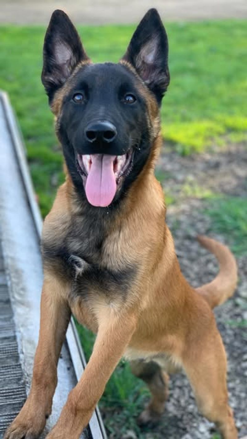 Belgian Malinois