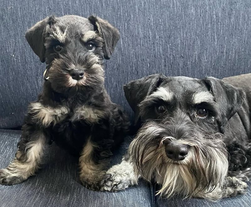 Miniature Schnauzer