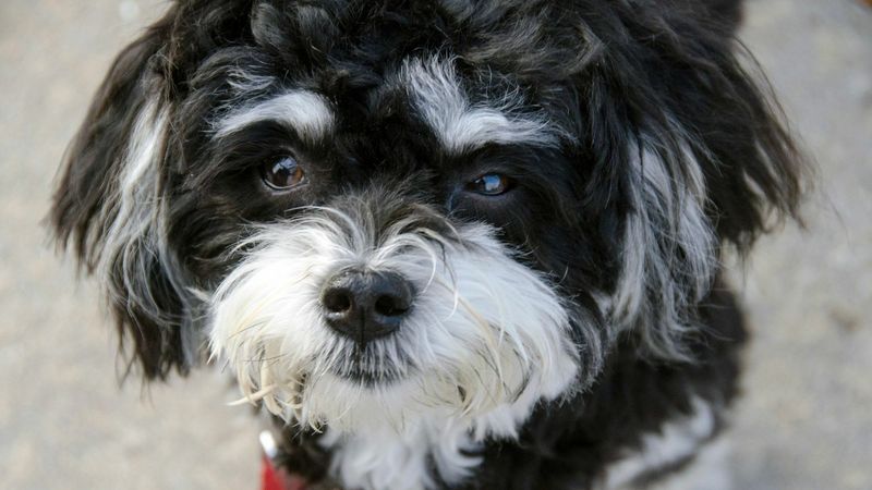 Havanese