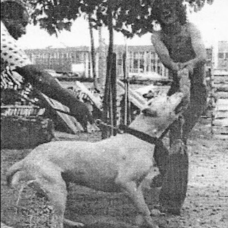 Cordoba Fighting Dog