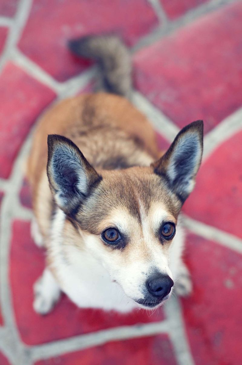 Norwegian Lundehund