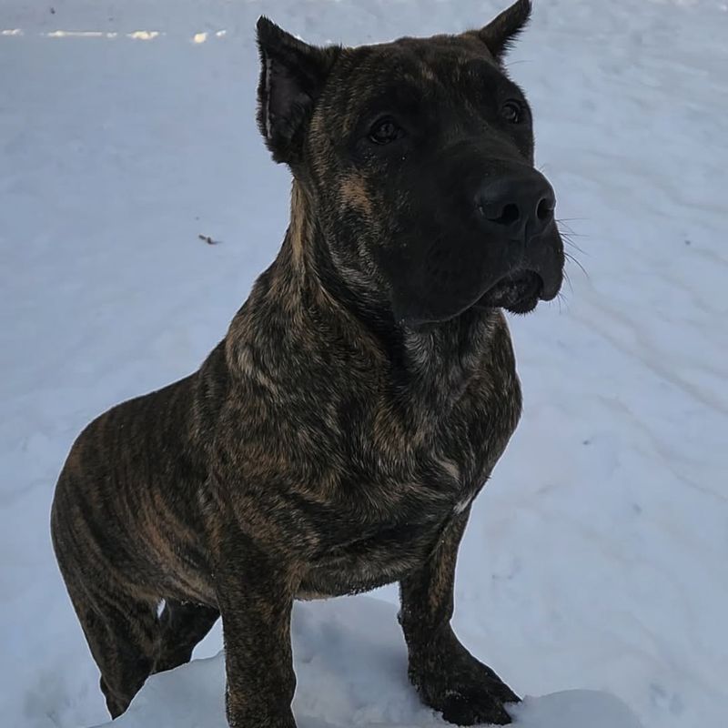 Perro de Presa Canario