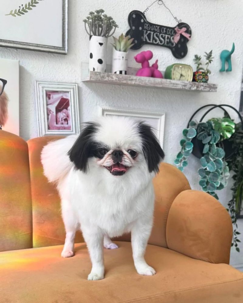 Japanese Chin