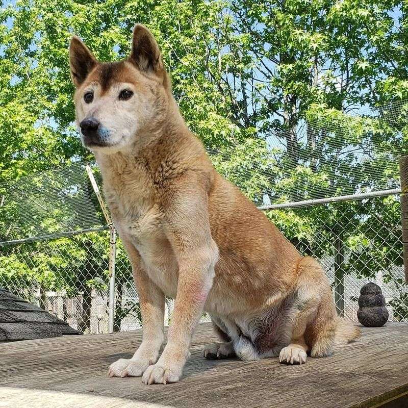 New Guinea Singing Dog